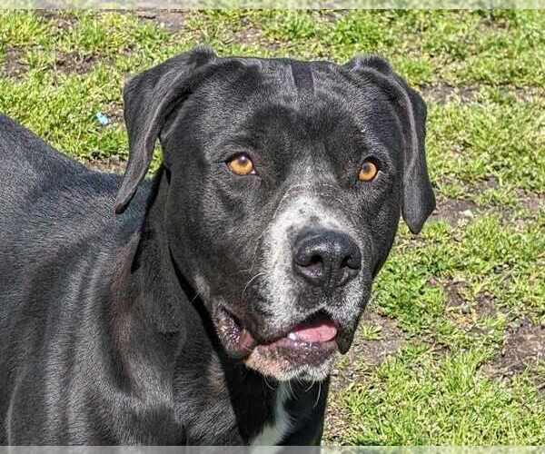 Medium Photo #1 Boxador Puppy For Sale in Anniston, AL, USA