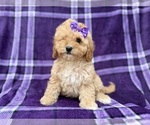 Small #4 Cavapoo (Miniature)