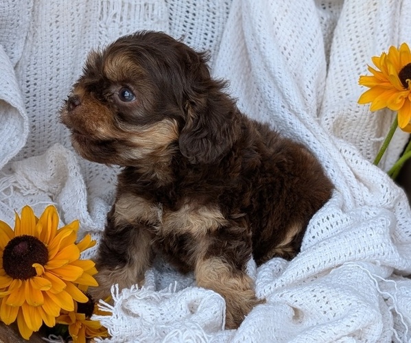Medium Photo #7 Cock-A-Poo Puppy For Sale in GOSHEN, IN, USA
