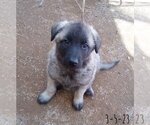 Small Photo #13 German Shepherd Dog-Unknown Mix Puppy For Sale in Apple Valley, CA, USA