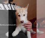 Small Photo #5 Siberian Husky Puppy For Sale in VIRGINIA, MN, USA