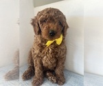 Small #1 Goldendoodle (Miniature)