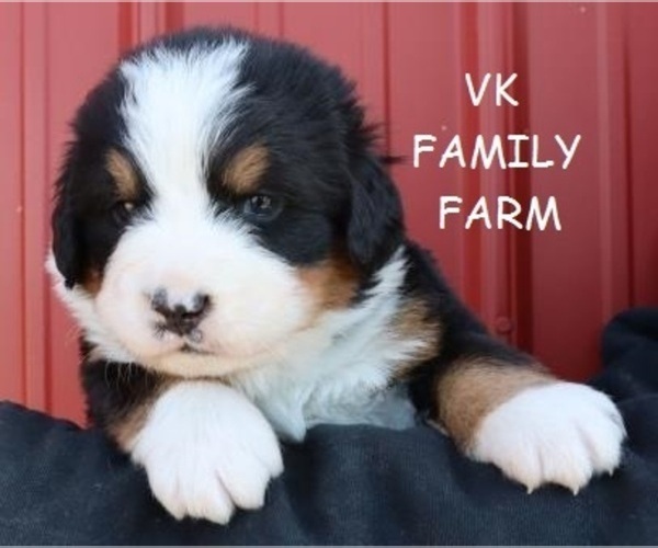 Full screen Photo #1 Bernese Mountain Dog Puppy For Sale in MARTINSVILLE, IN, USA