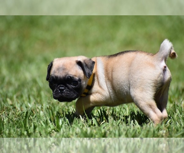 Medium Photo #3 Pug Puppy For Sale in PALM COAST, FL, USA