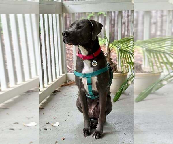 Medium Photo #5 Mutt Puppy For Sale in Candler, NC, USA