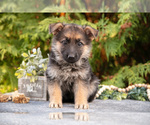 Puppy Lola German Shepherd Dog