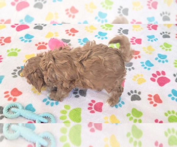 Medium Photo #12 Cavapoo (Miniature)-Poodle (Toy) Mix Puppy For Sale in ORO VALLEY, AZ, USA