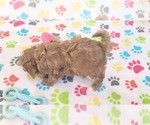Small #11 Cavapoo (Miniature)-Poodle (Toy) Mix
