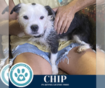 Small #5 Boston Terrier Mix
