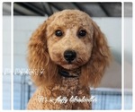 Small Photo #1 Miniature Labradoodle Puppy For Sale in GROVELAND, FL, USA