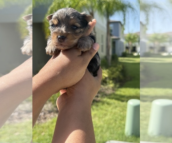 Medium Photo #1 Yorkshire Terrier Puppy For Sale in WIMAUMA, FL, USA