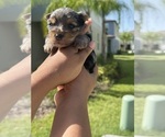Small Yorkshire Terrier