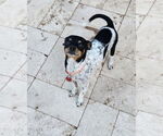 Small Chihuahua Mix