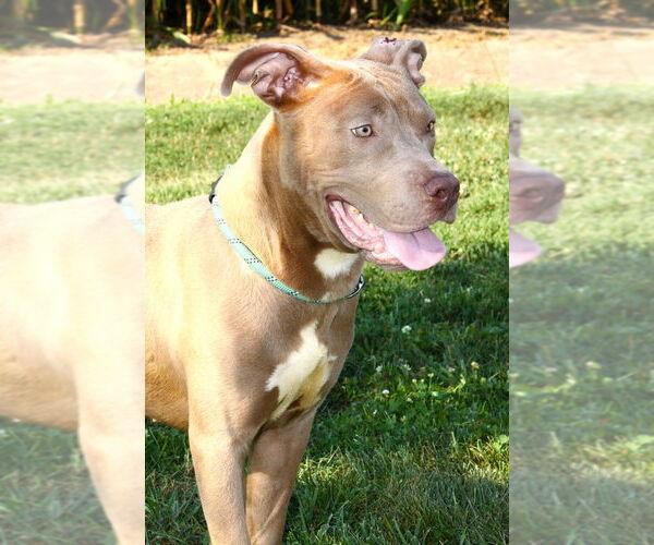 Medium Photo #2 American Pit Bull Terrier Puppy For Sale in Evansville, IN, USA