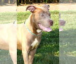 Small #1 American Pit Bull Terrier