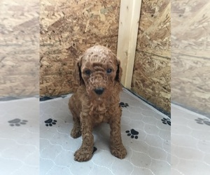Goldendoodle Puppy for Sale in JACKSON, Georgia USA