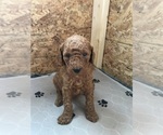 Small Photo #1 Goldendoodle Puppy For Sale in JACKSON, GA, USA