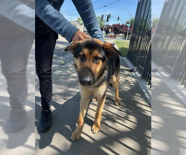 Medium Photo #1 German Shepherd Dog Puppy For Sale in Stockton, CA, USA