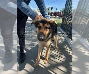 German Shepherd Dog Dogs for adoption in Stockton, CA, USA