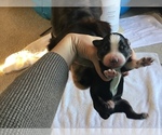 Small Photo #4 Australian Shepherd Puppy For Sale in SAINT MATTHEWS, SC, USA