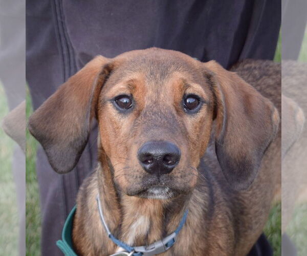Medium Photo #1 Labrador Retriever-Redbone Coonhound Mix Puppy For Sale in Huntley, IL, USA