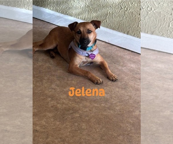 Medium Photo #10 Chihuahua-Unknown Mix Puppy For Sale in Minneapolis, MN, USA