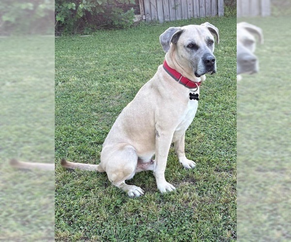 Medium Photo #6 Mastiff-Unknown Mix Puppy For Sale in Houston, TX, USA