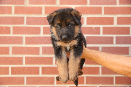 Medium Photo #1 German Shepherd Dog Puppy For Sale in LEWISTOWN, MT, USA