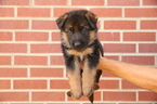 Small Photo #1 German Shepherd Dog Puppy For Sale in LEWISTOWN, MT, USA
