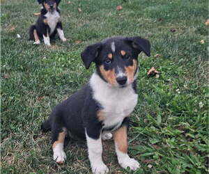 Collie Puppy for sale in PROSPECT, VA, USA