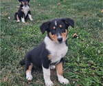 Small Collie