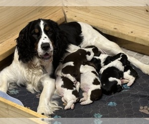 English Springer Spaniel Litter for sale in ASHEVILLE, NC, USA