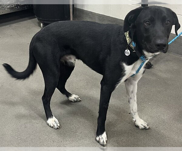 Medium Photo #1 Labrador Retriever-Unknown Mix Puppy For Sale in Forestville, MD, USA