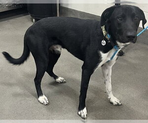 Labrador Retriever-Unknown Mix Dogs for adoption in Forestville, MD, USA