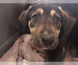 Labrador Retriever-Unknown Mix Dogs for adoption in Ocala, FL, USA