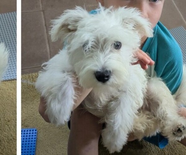 Medium Photo #5 Mauzer Puppy For Sale in DACULA, GA, USA