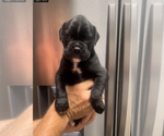 Small Photo #1 Boxer Puppy For Sale in CLAREMORE, OK, USA
