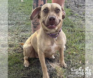 Labrador Retriever-Unknown Mix Dogs for adoption in Washington, DC, USA