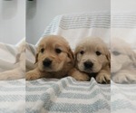 Small #1 Golden Retriever