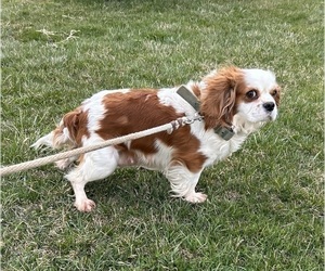 Mother of the Cavalier King Charles Spaniel puppies born on 02/09/2024