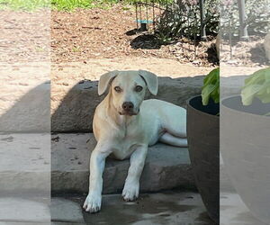 Labrador Retriever-Unknown Mix Dogs for adoption in Croydon, NH, USA