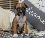 Small Photo #73 Boxer Puppy For Sale in GOSHEN, IN, USA