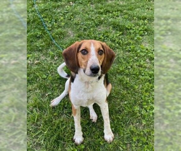Medium Photo #2 Beagle Puppy For Sale in Columbus, OH, USA