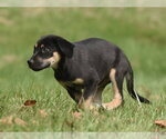 Small Photo #4 Australian Shepherd-Unknown Mix Puppy For Sale in Mechanicsburg, PA, USA