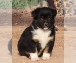 Small Photo #5 Miniature Australian Shepherd Puppy For Sale in WITTMANN, AZ, USA