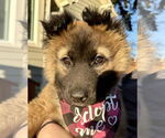 Small #25 German Shepherd Dog