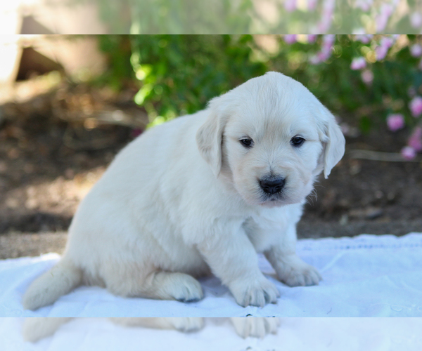 Medium Photo #6 English Cream Golden Retriever Puppy For Sale in SCIO, OR, USA