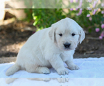 Small #5 English Cream Golden Retriever