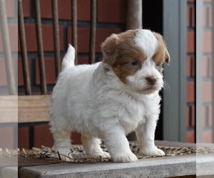 Aussiedoodle-Poodle (Miniature) Mix Puppy for sale in SUNBURY, PA, USA