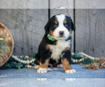 Small #3 Bernese Mountain Dog